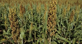 Goiás se consolida entre os seis maiores exportadores de produtos agropecuários